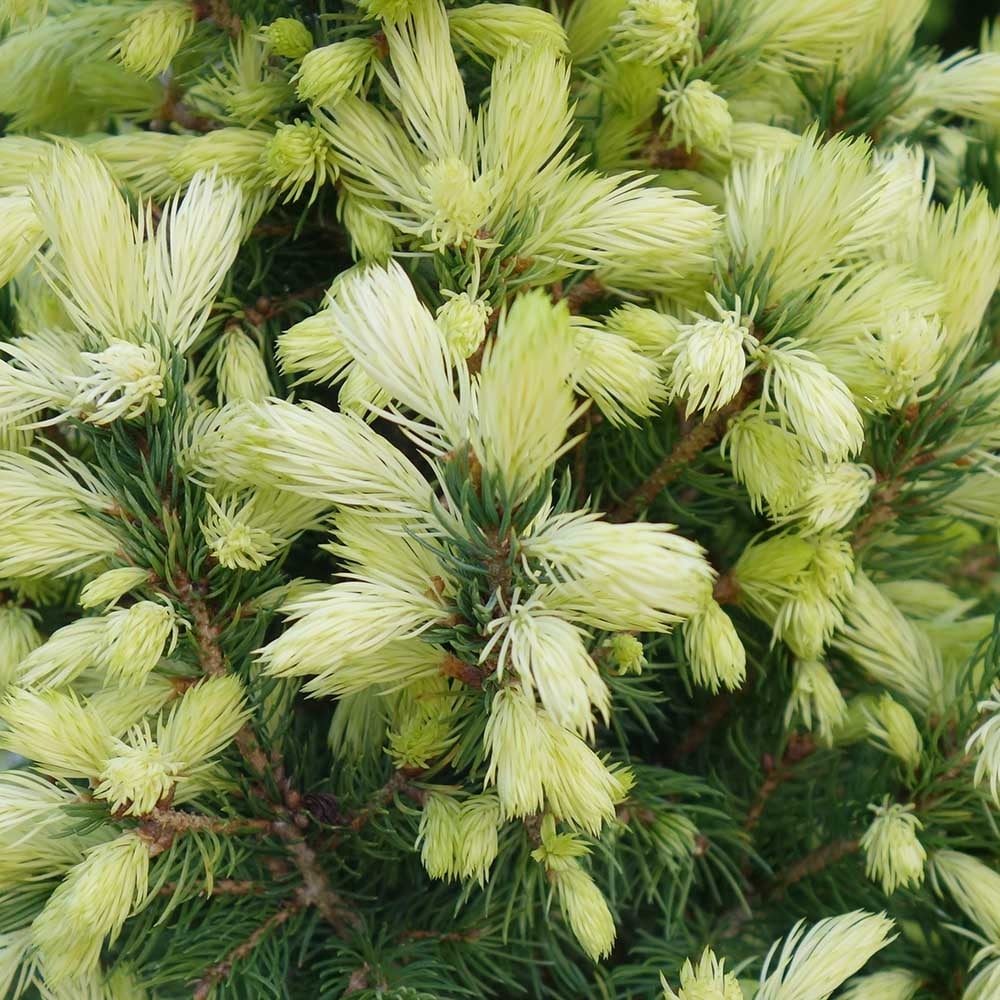 Дейзи уайт описание. Ель канадская белобока. Ель сизая (Picea glauca "Daisy's White")*. Ель Дейзи Уайт. Ель канадская Дейзис Уайт.