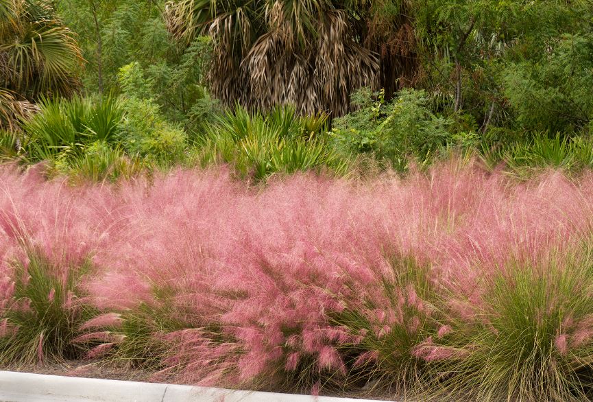 muhly muhlenbergia capillaris monrovia grasses ornamental everythingbackyard resilient landscaping horizon muelly lenca halo adaugă experiența impresii totallandscapecare native deserthorizonnursery