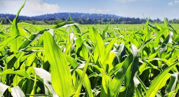 De ce este important să folosim fertilizanți în creșterea plantelor