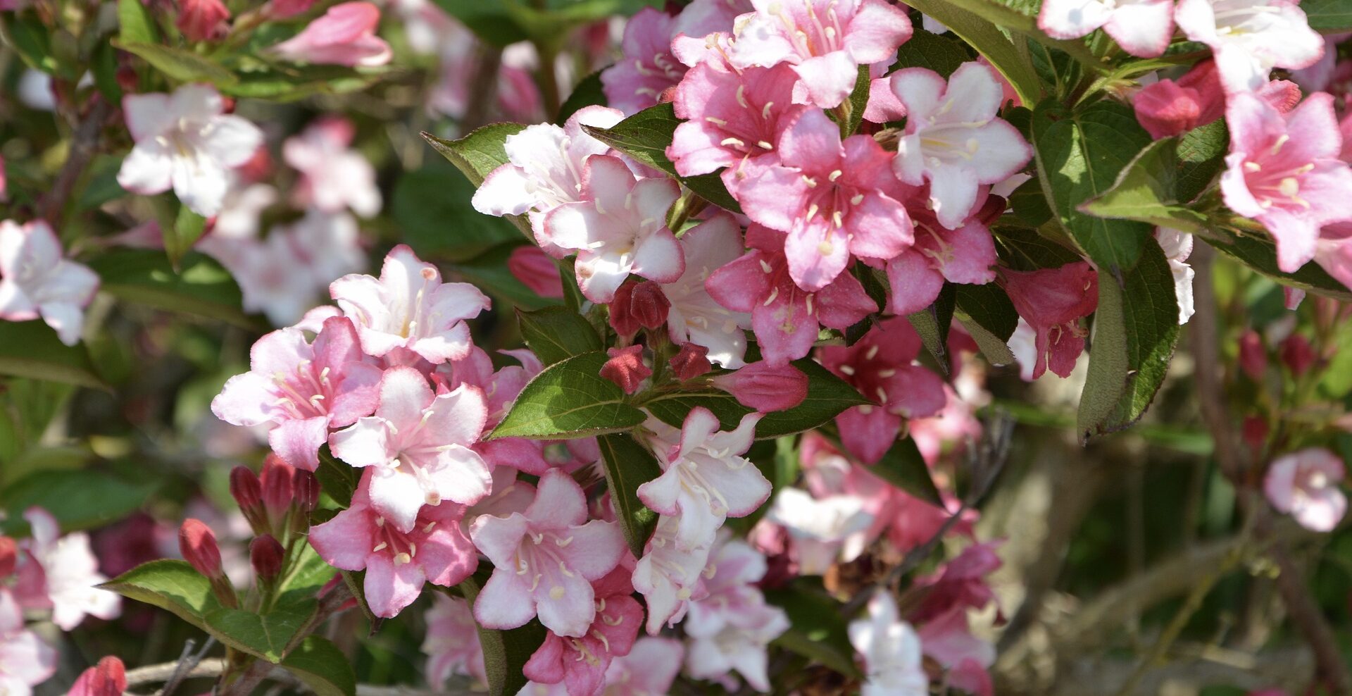 Weigela florida – O eleganță florală în grădina ta