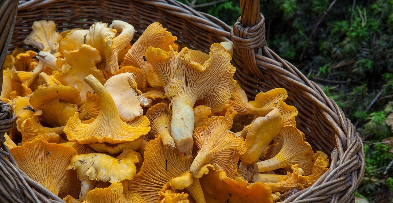 Secretele cultivării ciupercilor de pădure în propria grădină: ghid pas cu pas